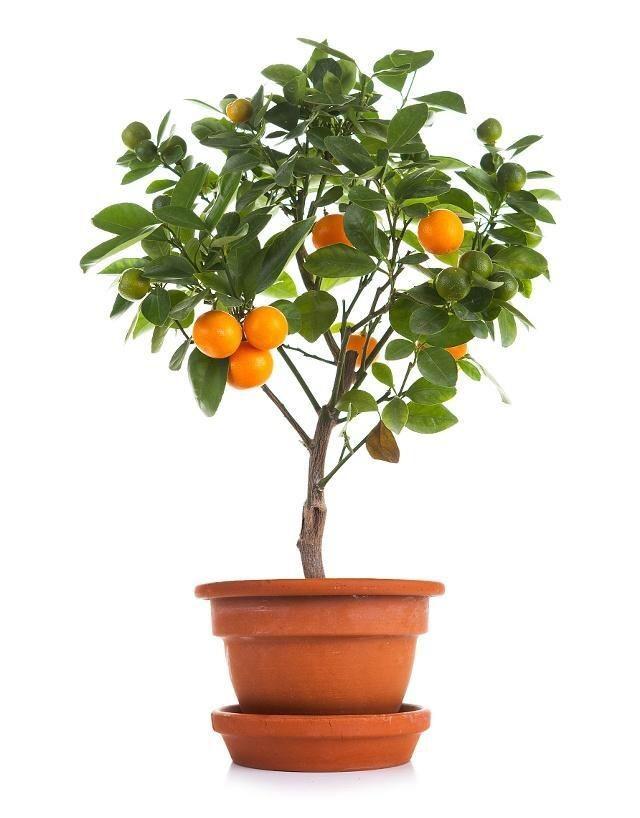 橘子吃完籽别扔，教你在家轻松种橘子盆栽