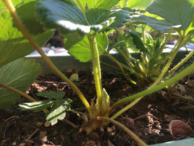 盆栽草莓的种植方法，掌握“三招”，两个月挂果，实现草莓自由