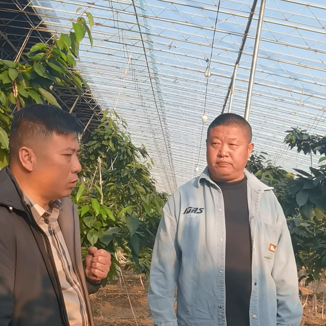 吉林老铁团队来绿展学习大樱桃种植管理技术