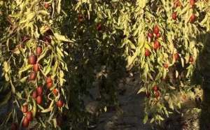 枣树的种植条件(枣树的种植条件，需求，原来这种简单的方法就能提升产量)