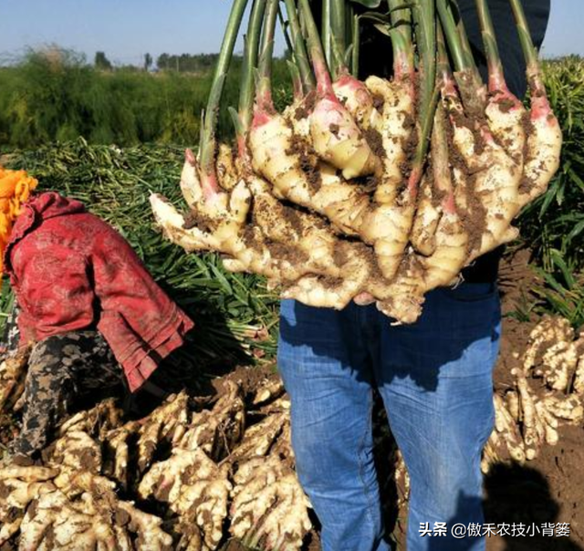 大姜种植管理抓好几点，个头大、产量高、品相好、卖价高