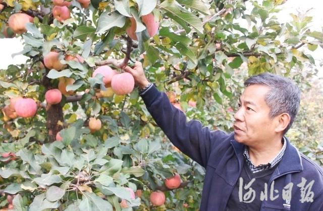 河北省农林科学院石家庄果树研究所：“品种+基地” 夯实苹果种植增收路