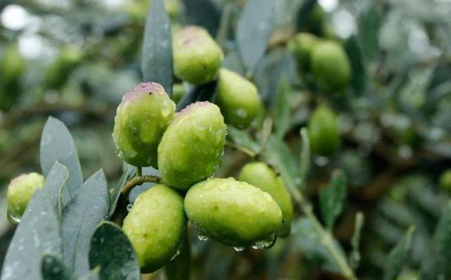 橄榄既美观又好吃，那要怎么去栽种呢，温度的控制很重要！