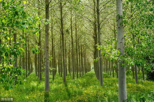 杨树栽培管理技术，及病虫害防治措施，保证杨树质量促进健康生长