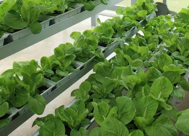 新加坡城市农场5平米一年种出38000棵蔬菜，独特立体栽培，想建吗