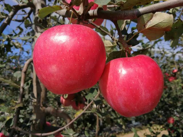 你家果园也能种！赶快来看看这些苹果新品种