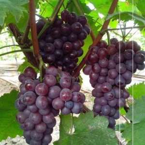 适合东北种植的葡萄(爱神玫瑰葡萄适宜通过冷棚在黑龙江省大部分地区种植与推广)