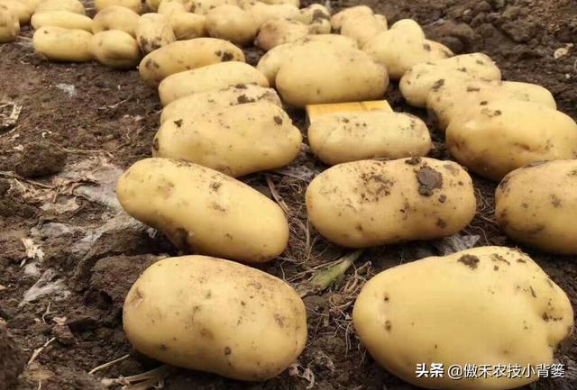 提高马铃薯产量品质的15个种植管理技巧，每个都很重要