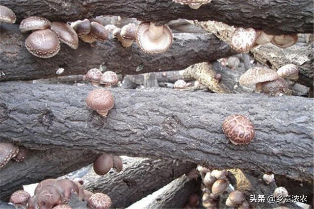 椴木香菇栽培技术，营养极其丰富，平时多吃一些对身体很好