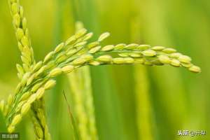 水稻种植田间管理(水稻高产栽培田间管理技术要点)