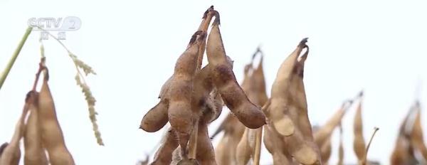 农业农村部出台“一揽子”政策措施 稳步提升大豆生产