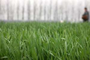 东北种植小麦(北方冬小麦播种基本完成，如何高效施肥？4点施肥技术要掌握)