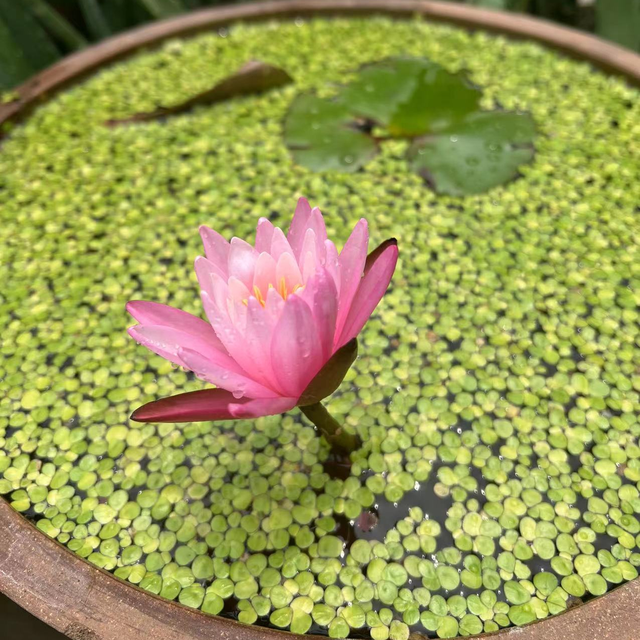 水生植物养护：打造水上花园的水生植物护理指南！