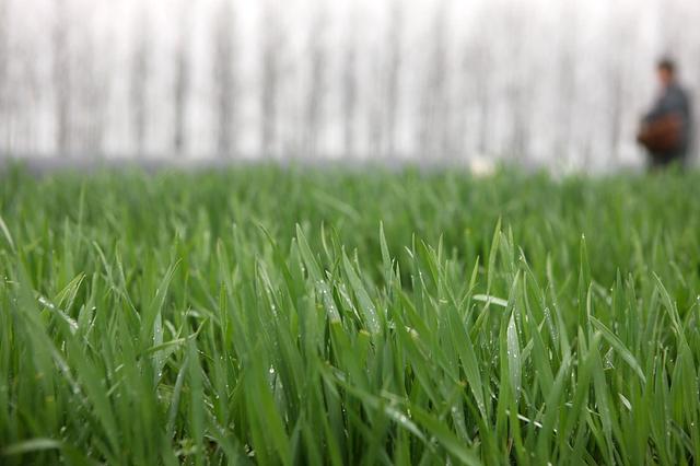 北方冬小麦播种基本完成，如何高效施肥？4点施肥技术要掌握