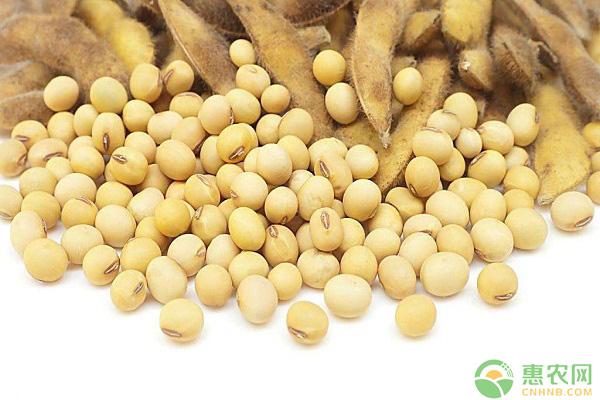 今日大豆多少钱一斤？最新大豆批发价格及行情分析