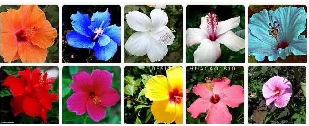 7种常见的芳香植物，有助于护肤美容，送给心爱的人吧