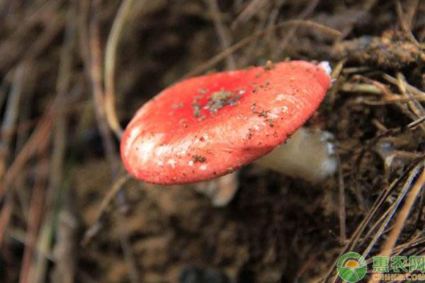 红菇种植温度、垫料、湿度的注意事项