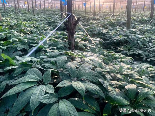 云南文山，是国内最适合种植三七的地方，也是中国的“三七之乡”