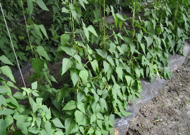 早春豆角栽培技术，田间管理与病虫害防治