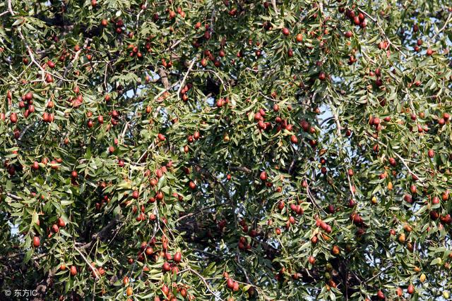 学会枣树种植的4个步骤，其实很简单，秋季定会让你收获累累硕果