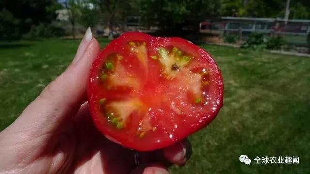 开眼界！西红柿竟然有这么多种！自己家里都能种……