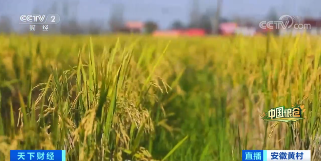 安徽！安徽！一亩地水稻产量增5成！好粮卖出好价钱，怎么做到的？