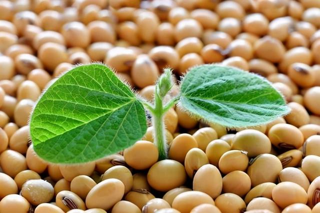 中国要不要批准转基因大豆种植？答案让人警醒