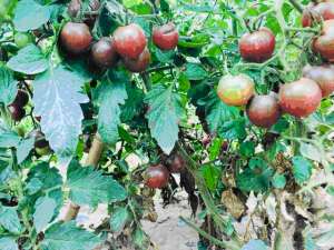 黑番茄种植收购企业(百e国际：用电商带动甘肃农户依托黑番茄产业年入几十万)