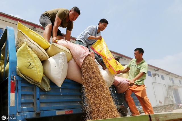 种植小麦，5亩地收成5000斤，1.10元一斤卖了，明年还种小麦吗？