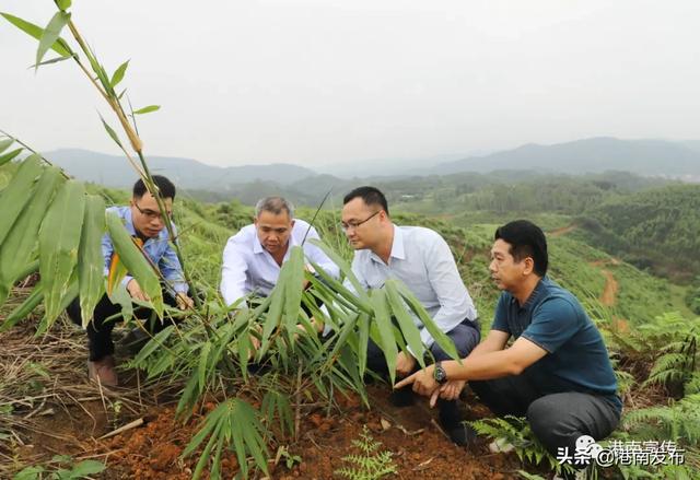 港南区瓦塘镇：甜笋种植打造扶贫阳光产业