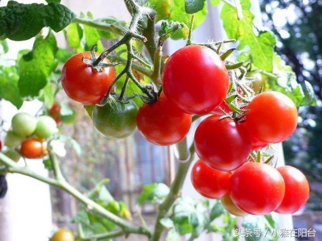 家里种小番茄，两个小步骤，一棵结好几十个，果子压弯枝