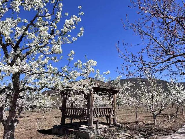 京西2000多亩京白梨果树进入盛花期