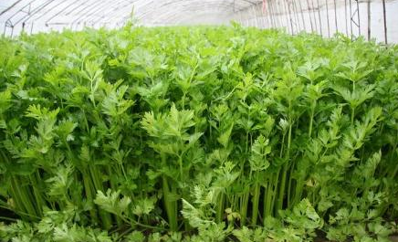芹菜好吃且营养丰富，但是你知道什么季节最适合种植芹菜吗？
