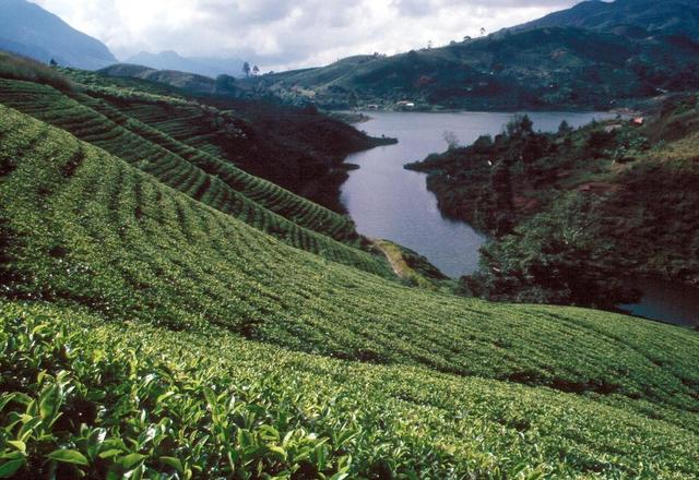 斯里兰卡：最大的茶叶生产国之一，茶叶种植业对当地的经济影响