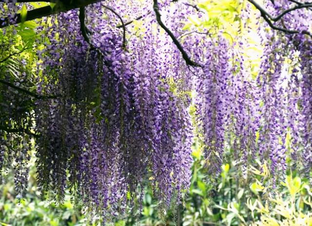 南方养紫藤花不开花？品种要选对，这4种紫藤，两广福建都能养