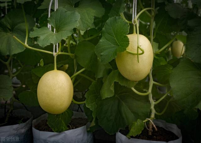 秋季大棚甜瓜绿色高效栽培技术，及病虫害防治措施，确保甜瓜品质