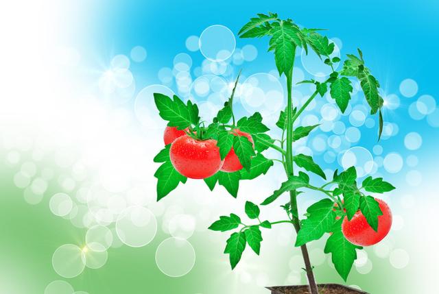 「种植微课堂」番茄生长需要什么样的温度条件呢？快来看看吧
