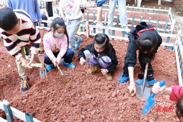 劳动实践来真的！清水塘第三小学在校园开辟种植基地