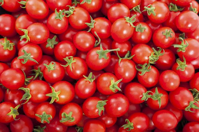 「种植微课堂」番茄生长需要什么样的温度条件呢？快来看看吧