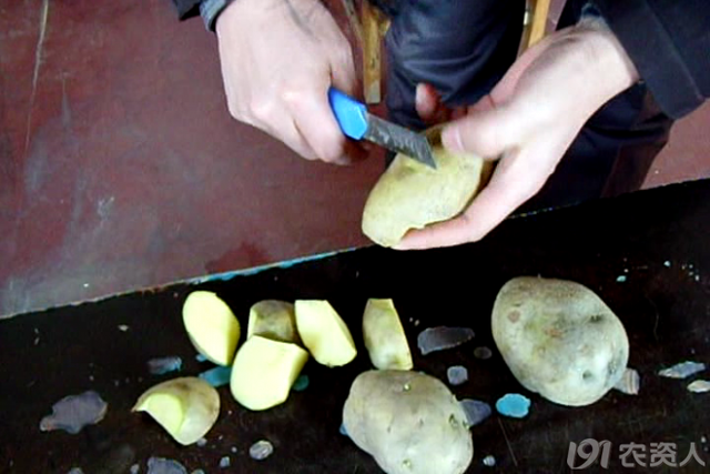 马铃薯主要栽培技术