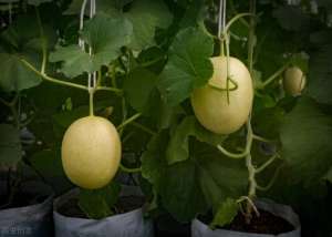 秋季种植甜瓜技术(秋季大棚甜瓜绿色高效栽培技术，及病虫害防治措施，确保甜瓜品质)