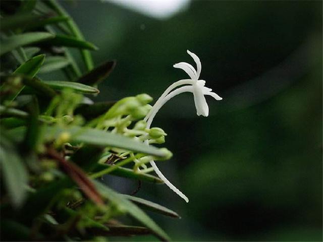 四川峨眉山现世界上最纤细的兰花，花瓣如细丝带，在风中跳舞