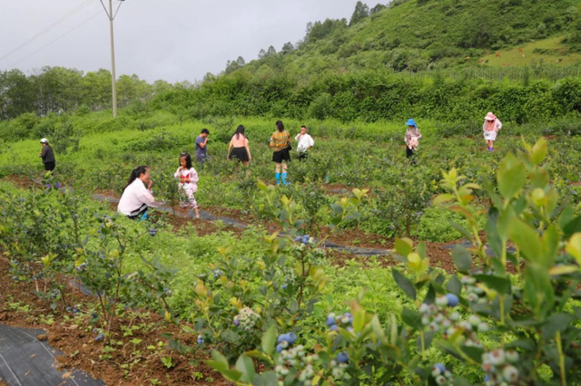 雅安市首创，盆景种植蓝莓成功