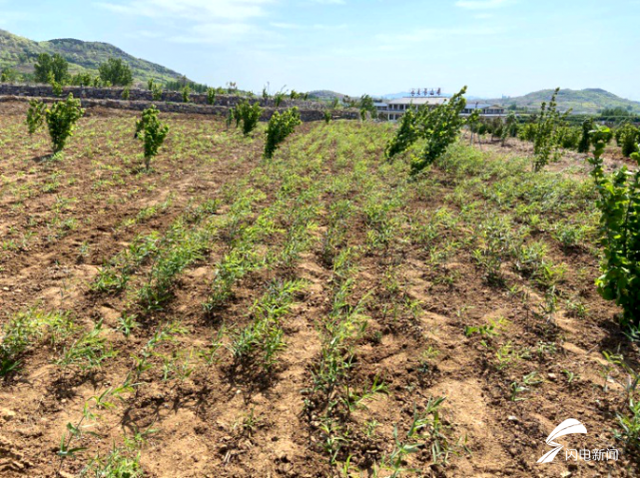 泰安岱岳区黄精种植面积达1万亩，4月份以来长势喜人