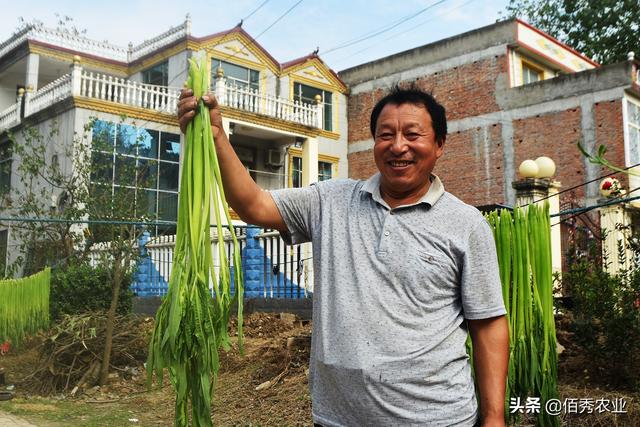 安徽农民种植30天就能收获的“速生”蔬菜，在大城市很受欢迎