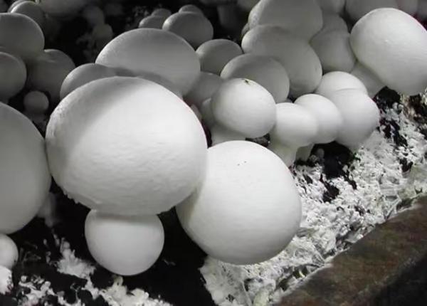 沪郊“蘑菇大王”陈林根：带领农民种菇致富，做大做强“蘑菇小镇”
