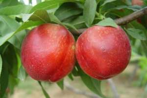 桃树种植效益(桃树发展前景浅谈及如何规避种植风险)