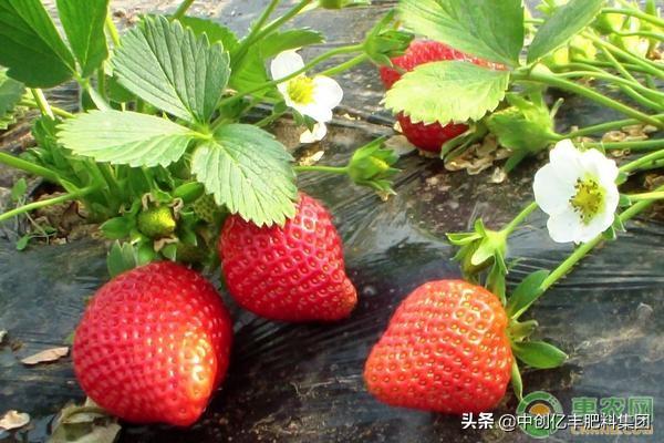 冬季草莓栽培技术，轻松提高草莓产量