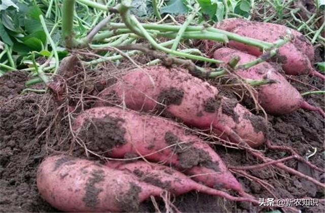 「甘薯栽培教程」露地无公害栽培技术详解，种植户多参考参考