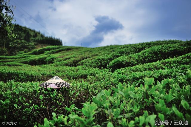 如何种植茶树？怎样确定茶树的种植规格，怎样施好茶树底肥？